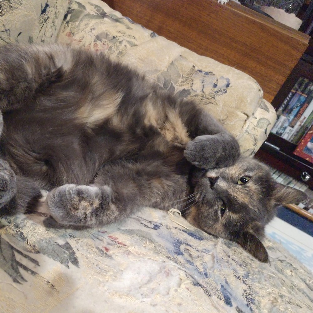 Meet your Posher, Tammy